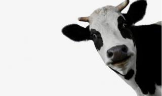 忘忧草是黄花菜吗 忘忧草是黄花菜吗